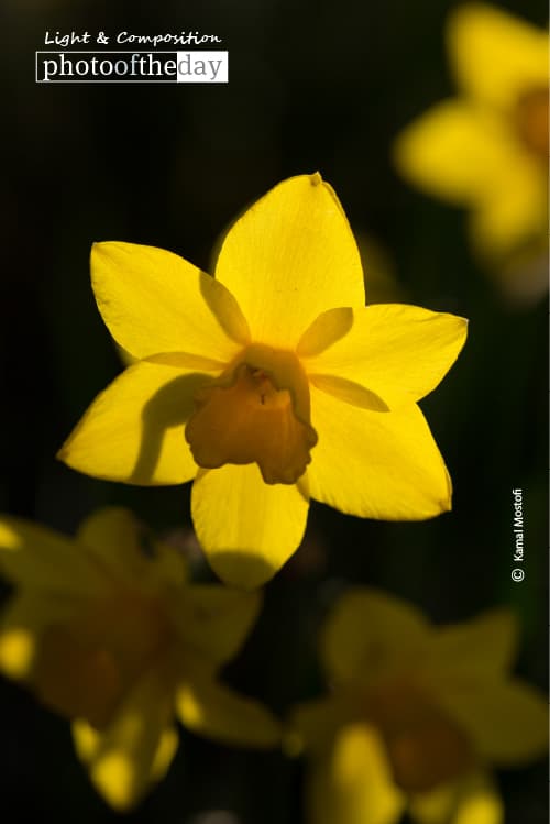 Sun-Day, by Kamal Mostofi