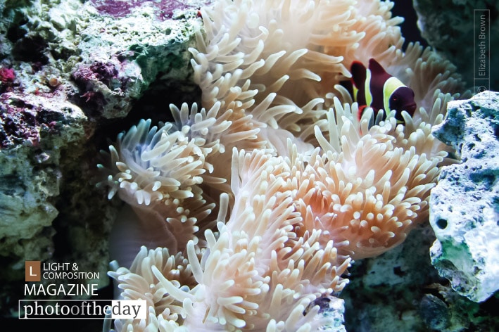 Goldstripe Maroon Clownfish, by Elizabeth Brown