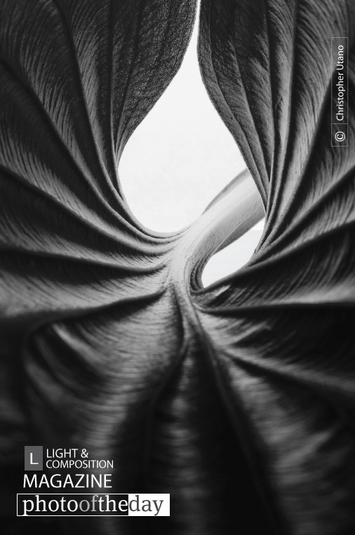 Leaf from Within, by Christopher Utano