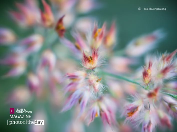 Fires, by Mai Phuong Duong Fires, by Mai Phuong Duong