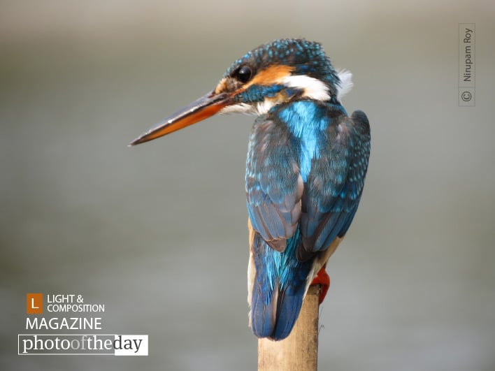 Intense Gazer, by Nirupam Roy