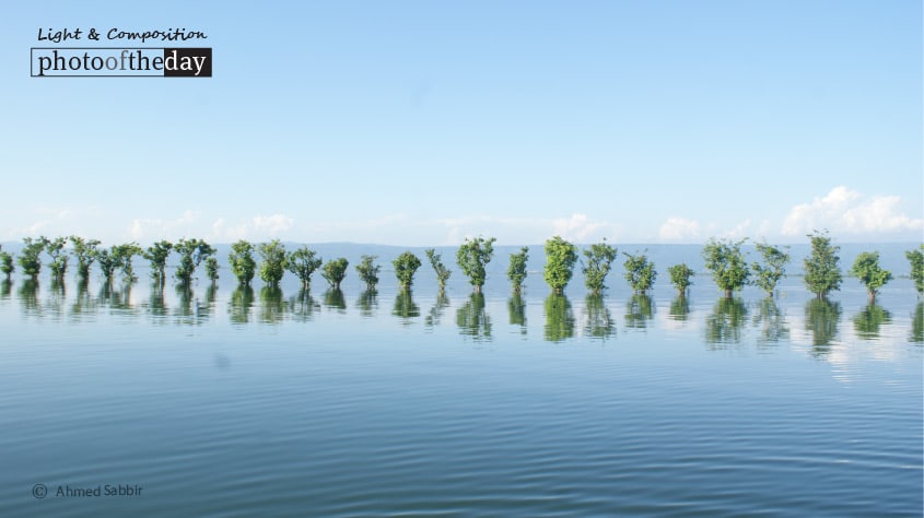 Line of Trees, by Ahmed Sabbir