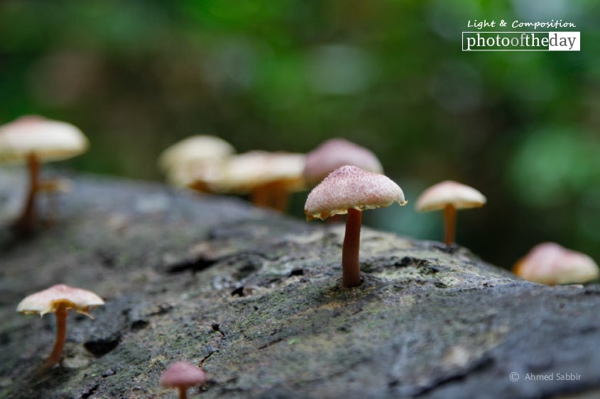 The Mushroom, by Ahmed Sabbir The Mushroom, by Ahmed Sabbir