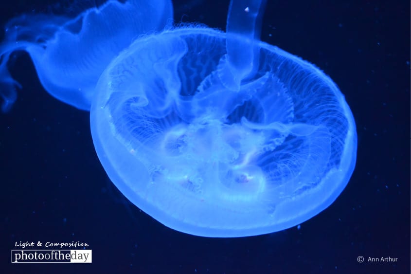 The Moon Jelly, by Ann Arthur The Moon Jelly, by Ann Arthur