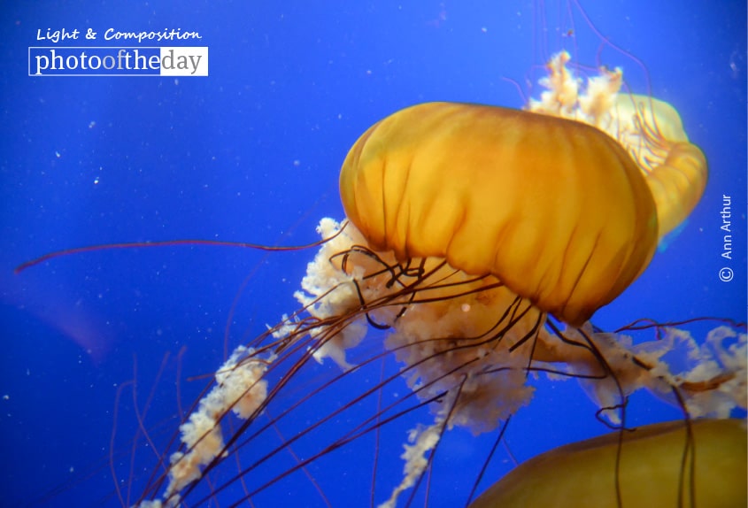 The Water Lantern, by Ann Arthur