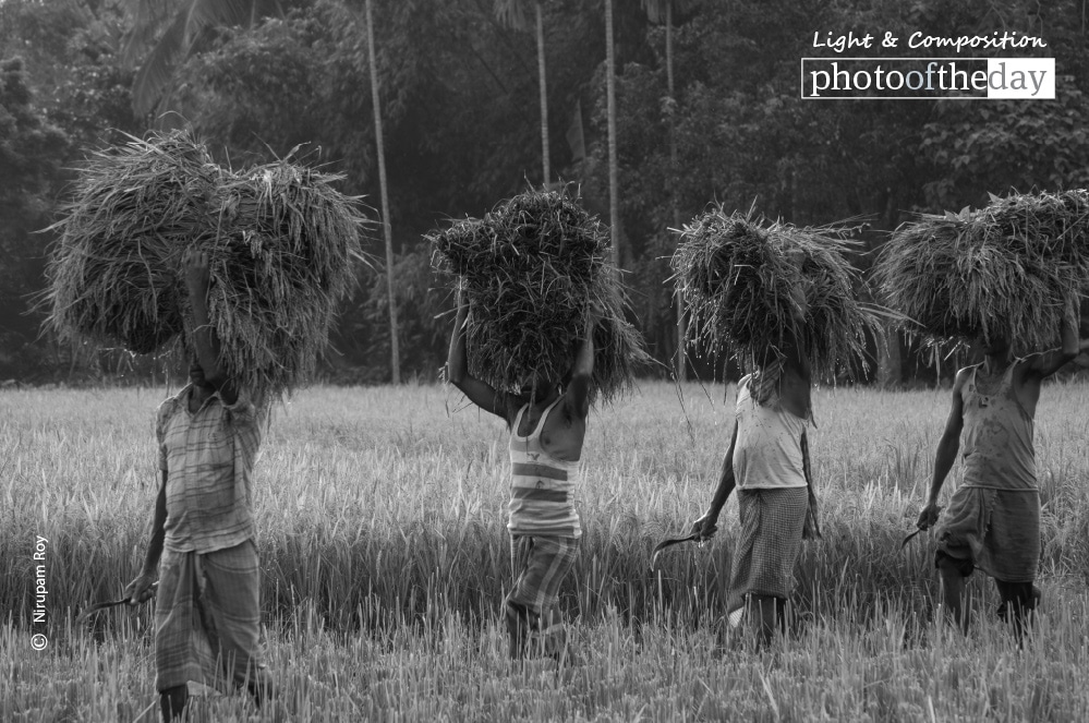 Time to Harvest, by Nirupam Roy Time to Harvest, by Nirupam Roy