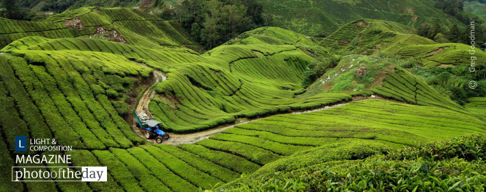 Curvy Tea, by Greg Goodman Curvy Tea, by Greg Goodman