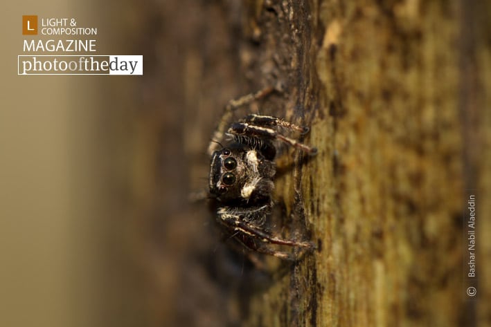 Posing Spider, by Bashar Alaeddin