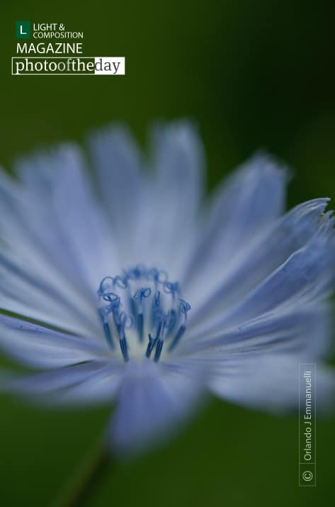 Blue Flower, by Orlando J Emmanuelli