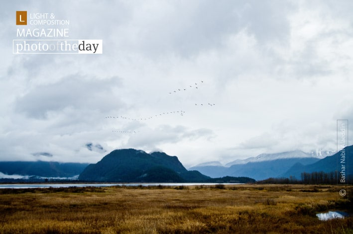 Birdscape, by Bashar Alaeddin