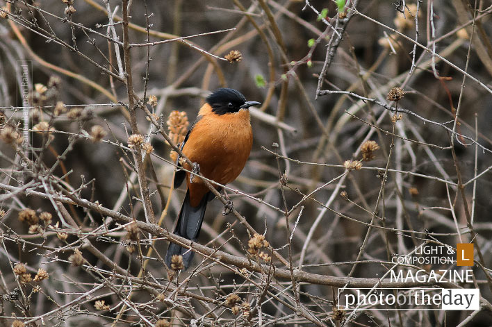 Rufous Sibia, by Saniar Rahman Rahul