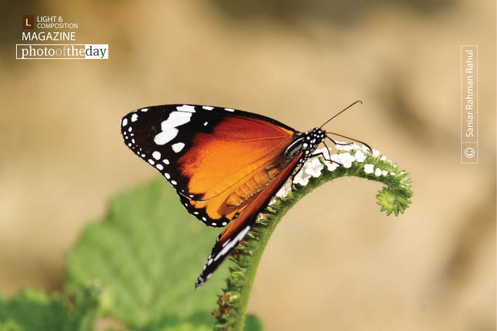 Plain Tiger, by Saniar Rahman Rahul Plain Tiger, by Saniar Rahman Rahul