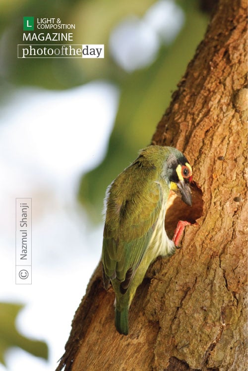 Busy with New Home, by Nazmul Shanji
