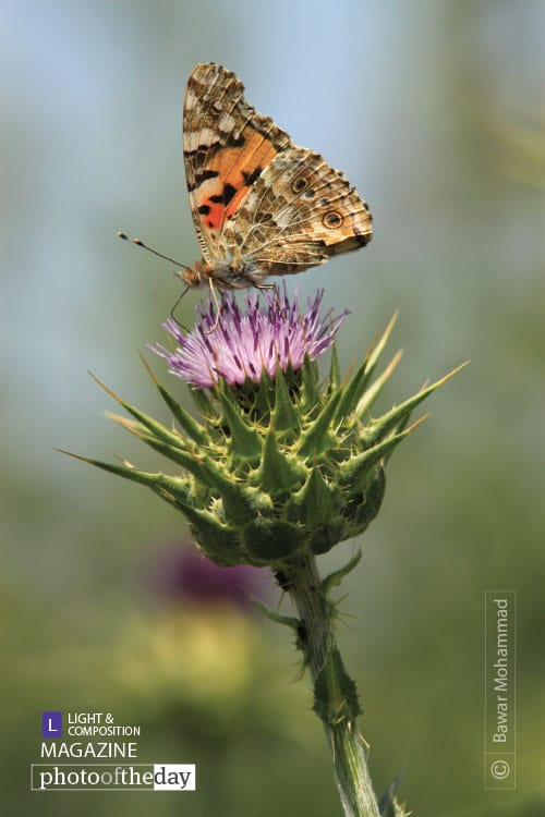 Painted Lady on Thistle, by Bawar Mohammad