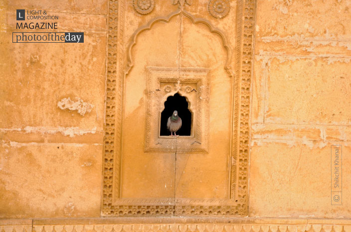 Pigeon in Waiting, by Shikchit Khanal