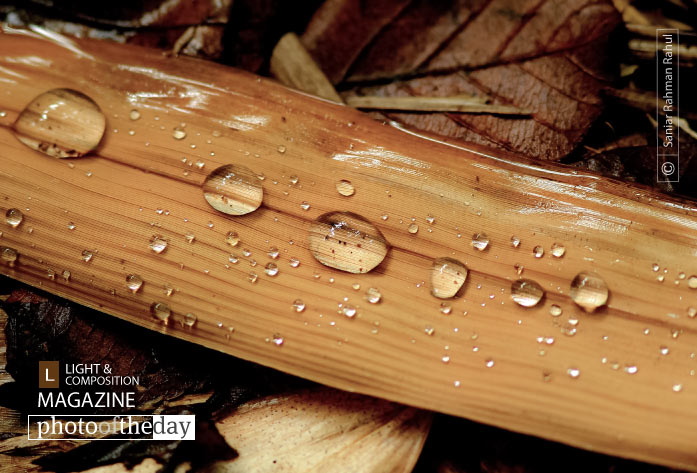 A Few Drops of Rain, by Saniar Rahman Rahul