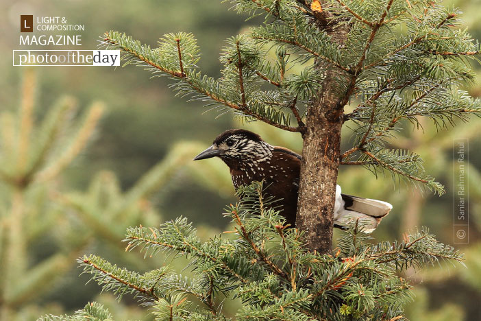 Nutcracker, by Saniar Rahman Rahul