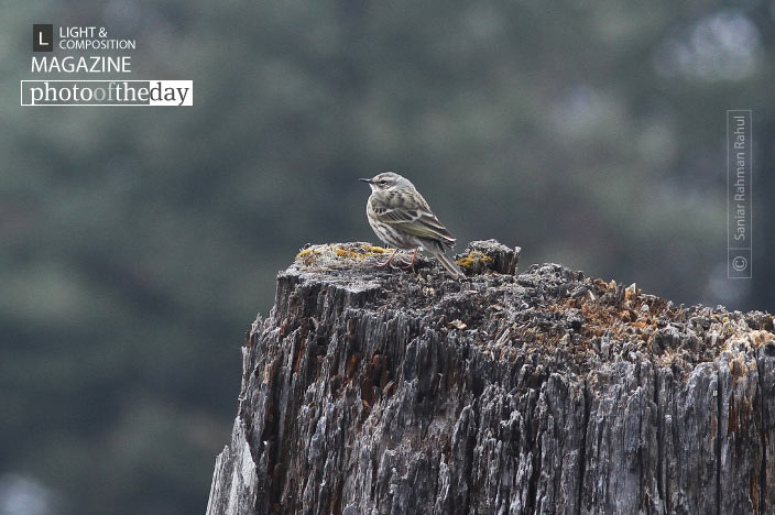 Olive-backed Pipit, by Saniar Rahman Rahul
