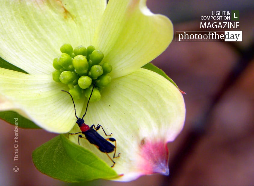  Lunch on the Dogwood, by Tisha Clinkenbeard