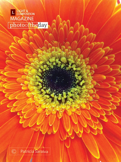 Crumb, by Patricia Saraiva