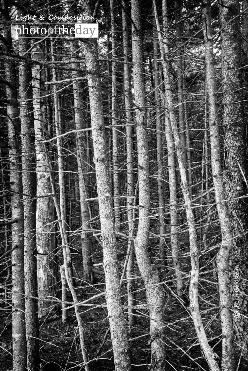 Barking 2, by Keith Goldstein