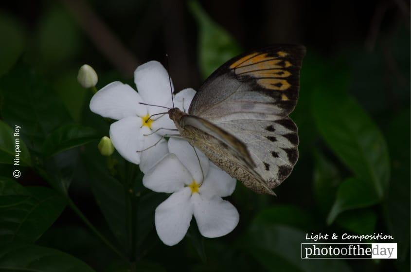 Thirsty Sucking, by Nirupam Roy Thirsty Sucking, by Nirupam Roy