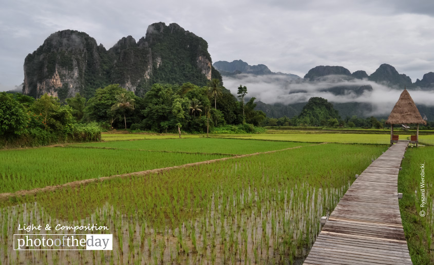 A Path across the Rice Field, by Ryszard Wierzbicki A Path across the Rice Field, by Ryszard Wierzbicki