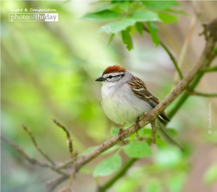 Chipping Sparrow, by Claudio Bacinello