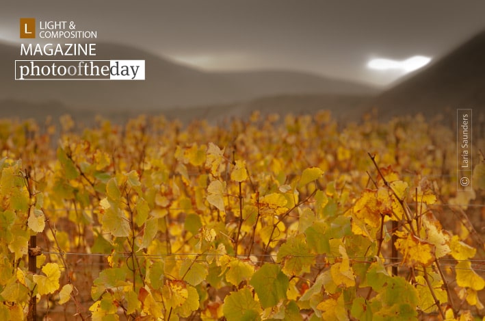 Storm Over Vinyard by Laria Saunders