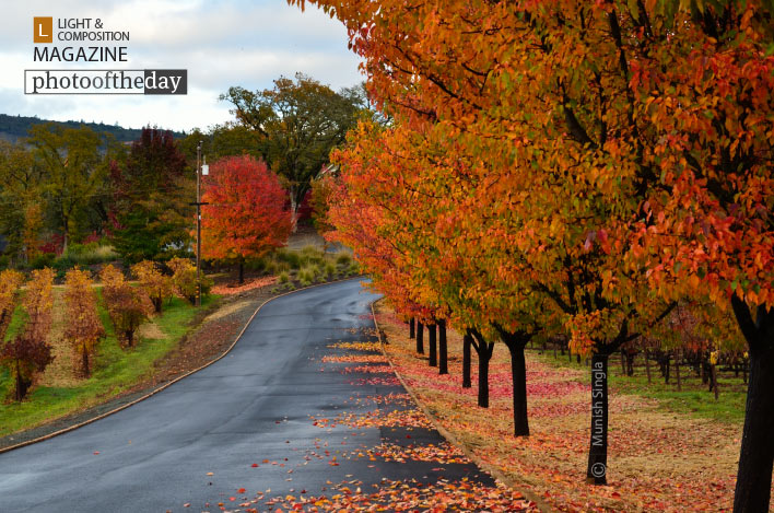 The Miracle of Fall, by Munish Singla