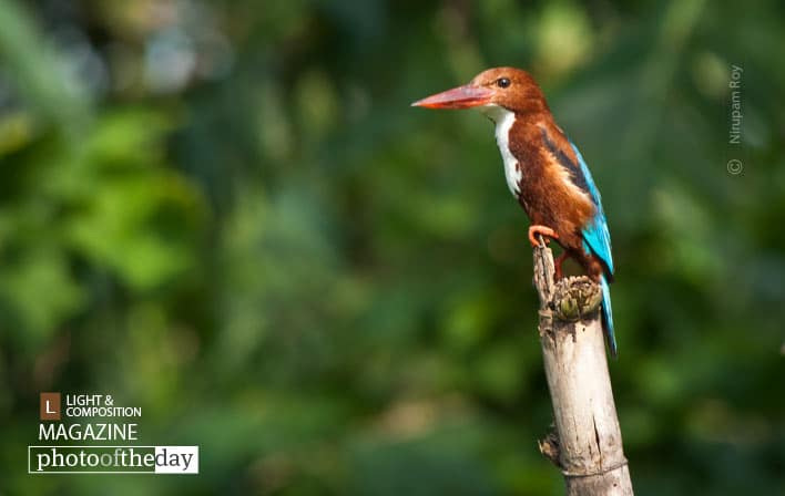 Gorgeous Parch, by Nirupam Roy