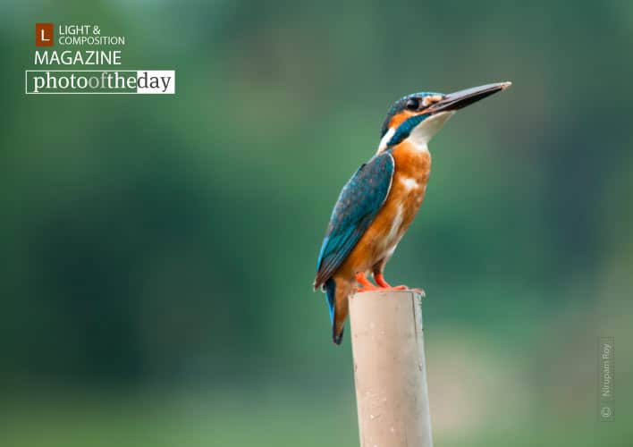 The Mystic Look, by Nirupam Roy The Mystic Look, by Nirupam Roy