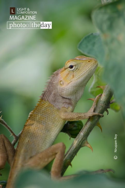 Taking My Photo, by Nirupam Roy Taking My Photo, by Nirupam Roy