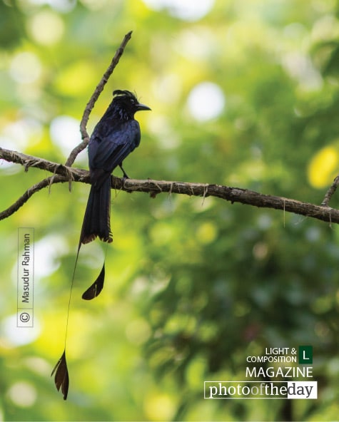 The Greater Racket-tailed Drongo, by Masudur Rahman The Greater Racket-tailed Drongo, by Masudur Rahman