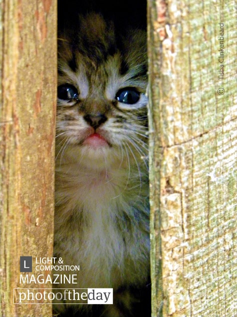 Is It Safe To Come Out?, by Tisha Clinkenbeard