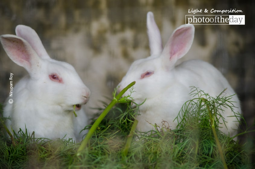 Alert All the Time, by Nirupam Roy Alert All the Time, by Nirupam Roy