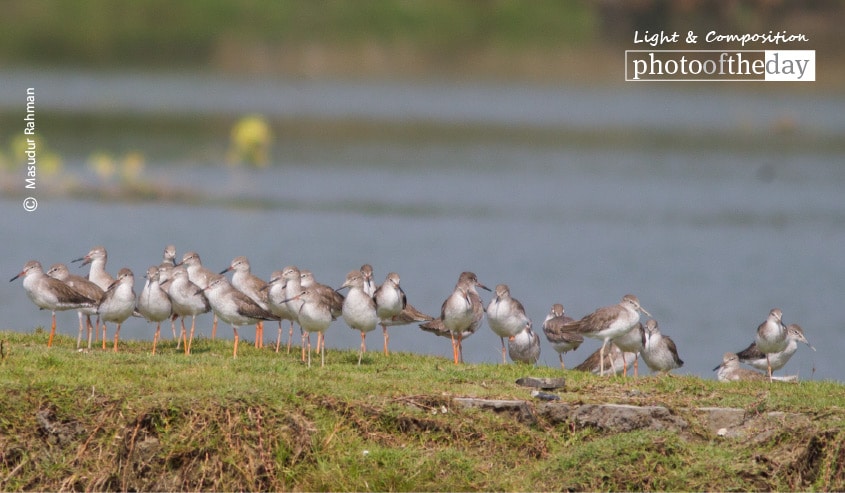 Flocks of Common Redshank, by Masudur Rahman