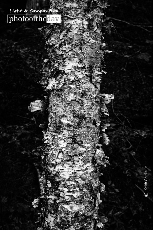 Barking 1, by Keith Goldstein Barking 1, by Keith Goldstein