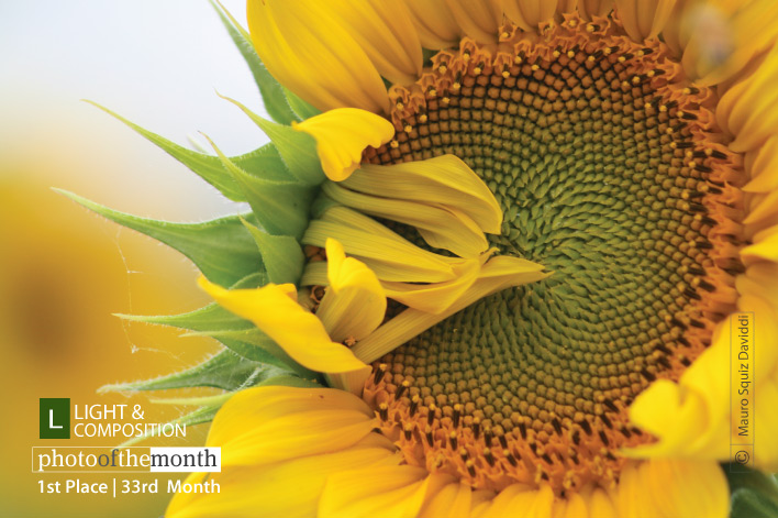 Sunflower, by Mauro Squiz Daviddi
