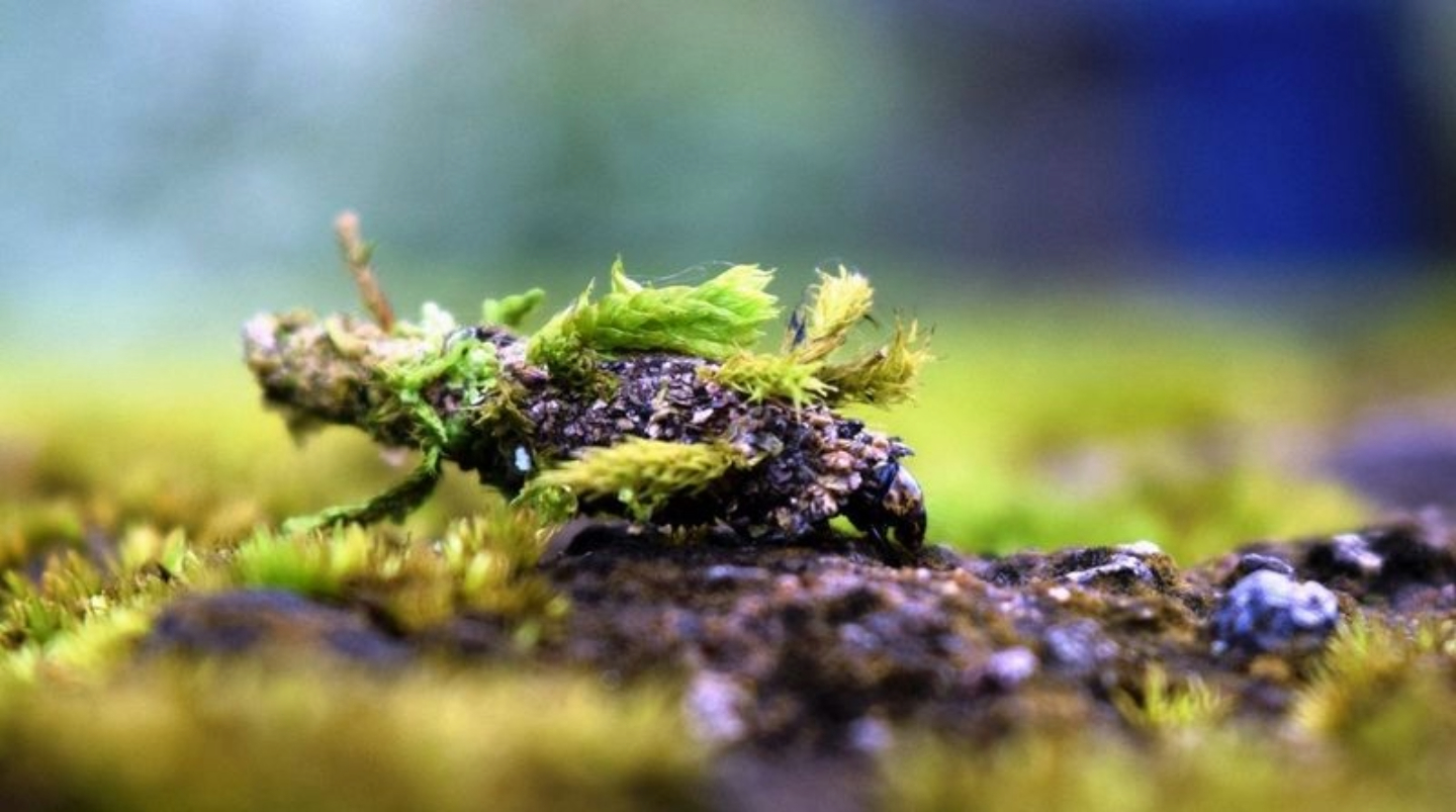 Photojournalism, Art Photography, Photography Awards, Andrey Araya, Close-Up Photography - Carrying Your Own Garden by Andrey Araya Carrying Your Own Garden by Andrey Araya - Photojournalism, Art Photography, Photography Awards, Andrey Araya, Close-Up Photography