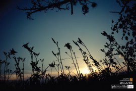 Dusk and Daylilies by James Brown - Sunset Photography, Nature Photography, Photo of the Day, Photography Awards, Online Photography Courses