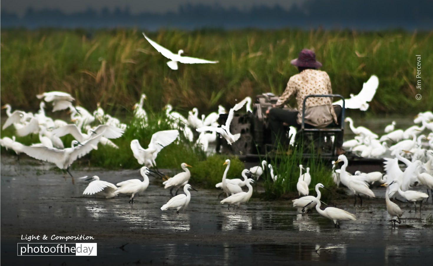 Preparing the Rice Paddy by Jim Perceval