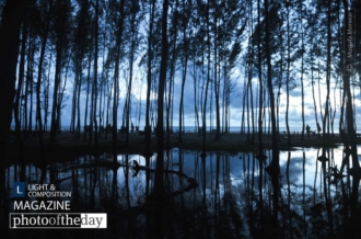 Nature Photography, Photo of the Day, Photography Awards, Art Photography, Online Photography Courses - Silent Trees in a Watery Unset by Mostafa Monwar Silent Trees in a Watery Unset by Mostafa Monwar - Nature Photography, Photo of the Day, Photography Awards, Art Photography, Online Photography Courses