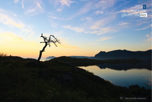 The Lone Tree, by Siw Camilla Johnsen - Nature Photography, Award Winning Photography, Photo of the Day, Photography Awards, Art Photography