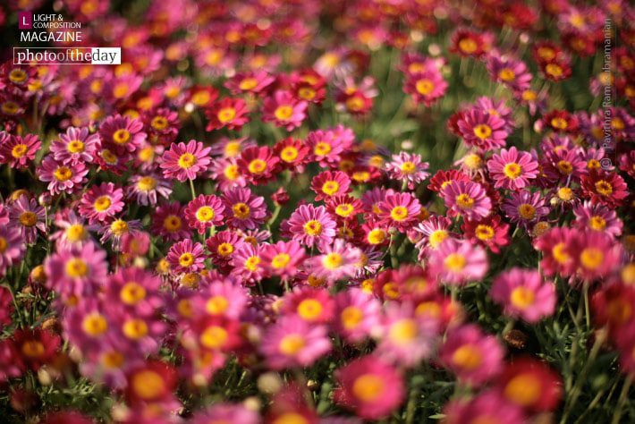 Pink Blur, by Pavithra Ramasubramanian