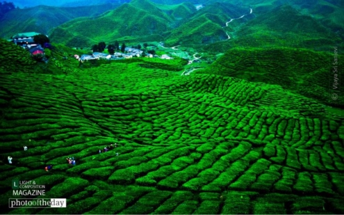 Garden of Bliss, by Vijaya Sri Sanjevi - Photo of the Day, Color Photography, Nature Photography, Award Winning Photography, Photography Awards
