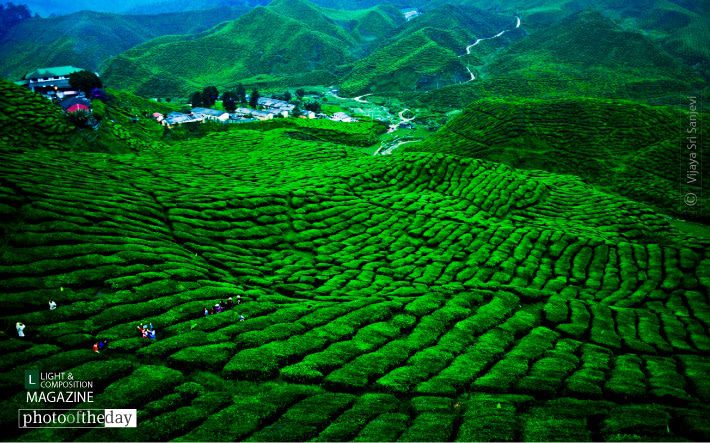 Garden of Bliss, by Vijaya Sri Sanjevi - Photo of the Day, Color Photography, Nature Photography, Award Winning Photography, Photography Awards