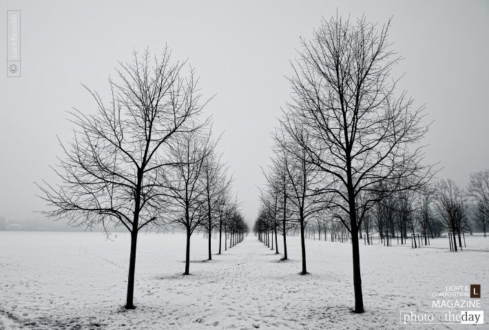 Rows, by Luca Renoldi - Nature Photography, Photo of the Day, Photography Awards, Art Photography, Luca Renoldi