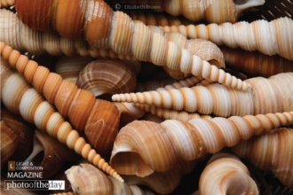 Turret Shells by Elizabeth Brown