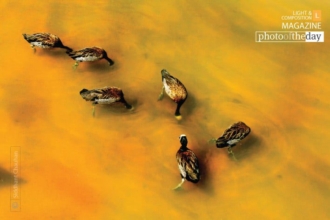 The Struthious Syndrome by Siddhant Chauhan